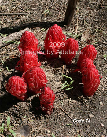 Snow Plants